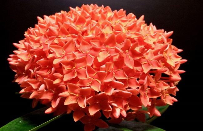 龙船花冬季养殖办法