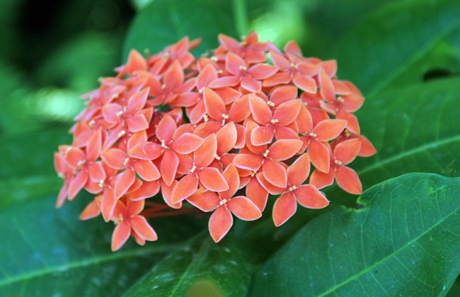 龙船花冬季养殖办法