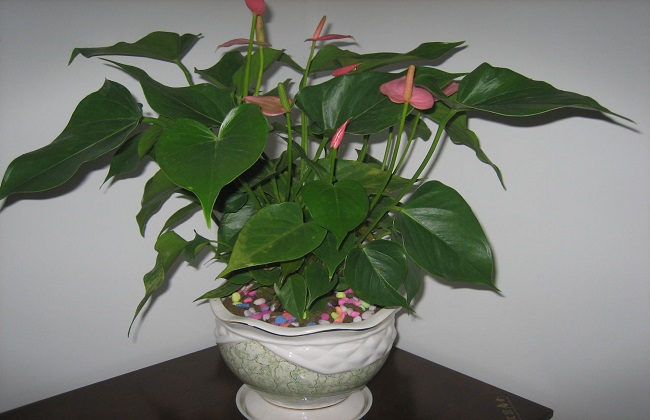 粉掌不开花的原因及解决办法