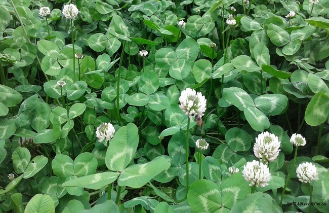 车轴草的养殖技巧和注意些什么