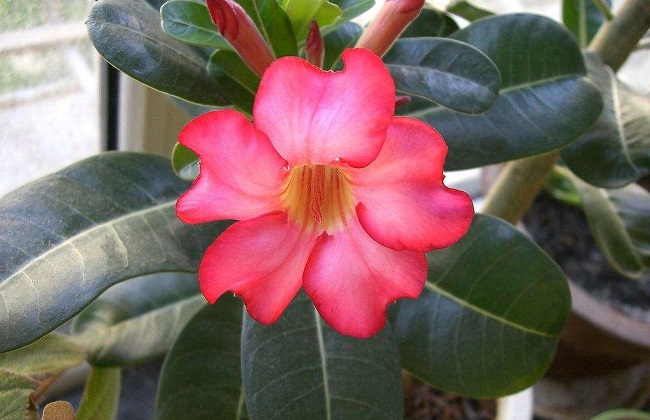 沙漠玫瑰叶子发黄什么原因