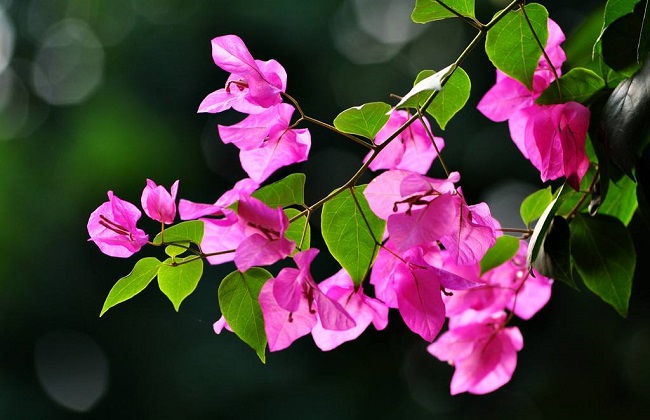 三角梅只长叶子不开花原因及处理办法