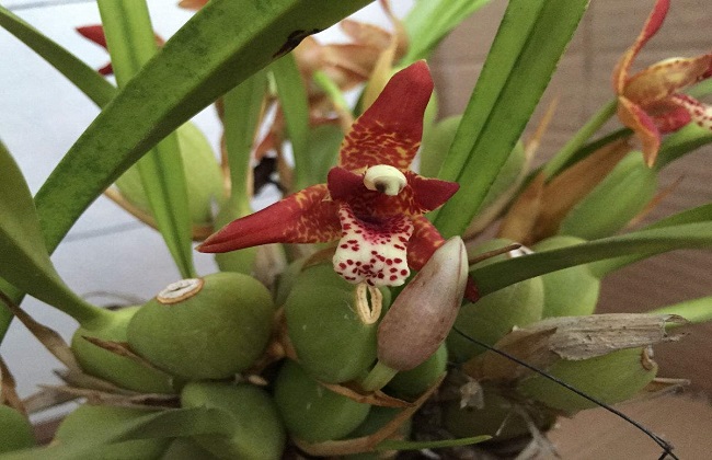 腋唇兰的养殖办法和注意些什么