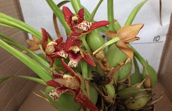 腋唇兰的养殖办法和注意些什么