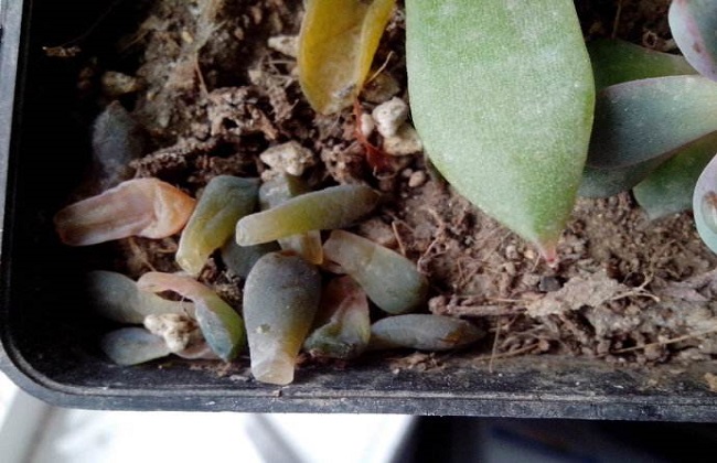 多肉化水什么问题