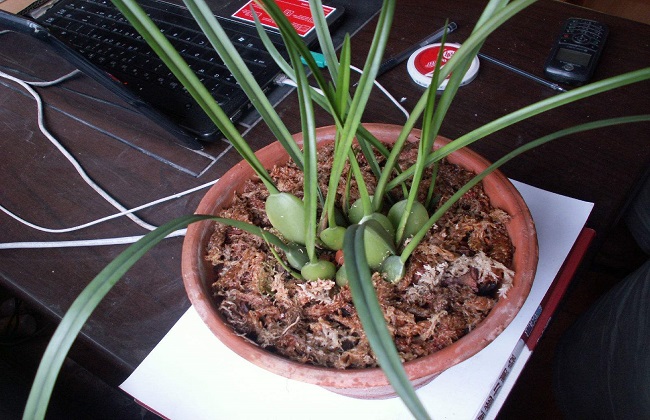 腋唇兰的养殖办法和注意些什么