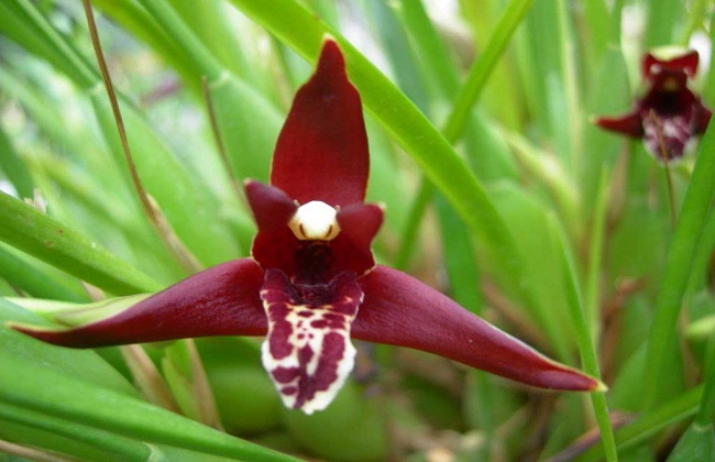 腋唇兰的养殖办法和注意些什么