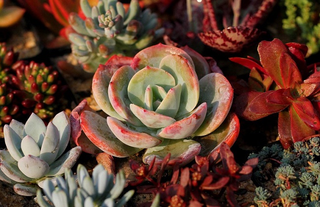 多肉化水什么问题