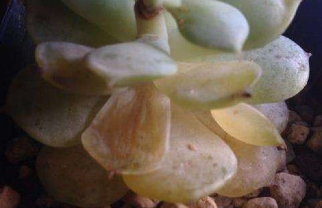 多肉化水什么问题