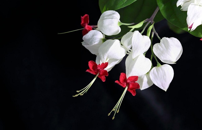 龙吐珠的修剪办法