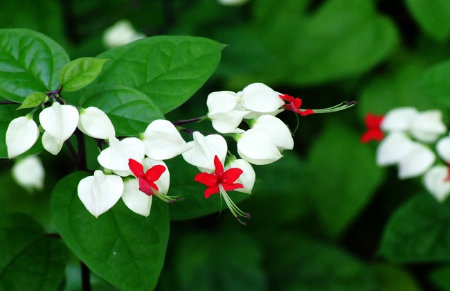 龙吐珠的修剪办法