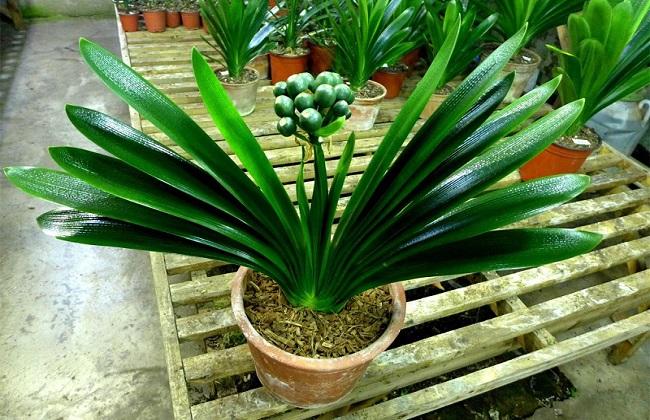 君子兰长歪了解决办法