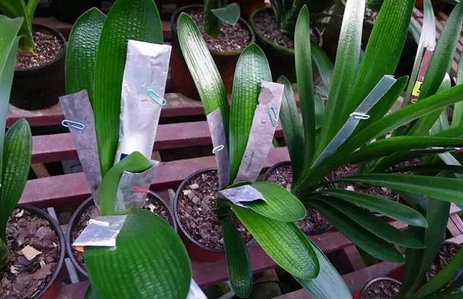 君子兰长歪了解决办法