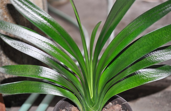 君子兰长歪了解决办法