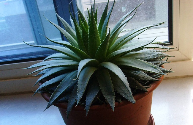 芦荟叶子发黄解决办法