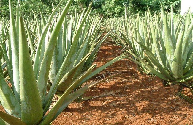 芦荟叶子发黄解决办法