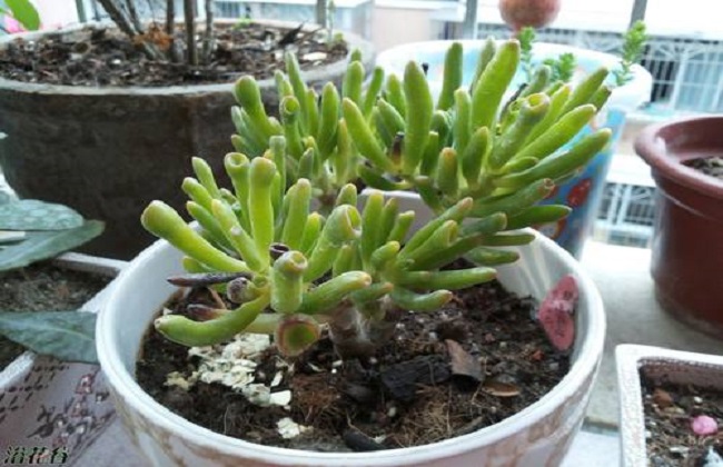 筒叶花月的养殖办法和注意些什么