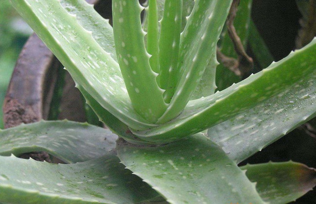 芦荟叶子干瘪什么问题