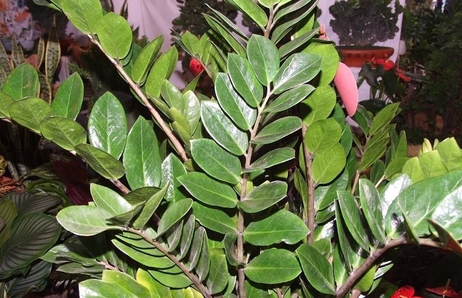 金钱树倒伏解决办法