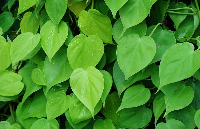 心叶藤的养殖办法和注意些什么