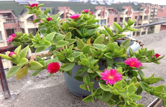 牡丹吊兰叶子发黄解决办法