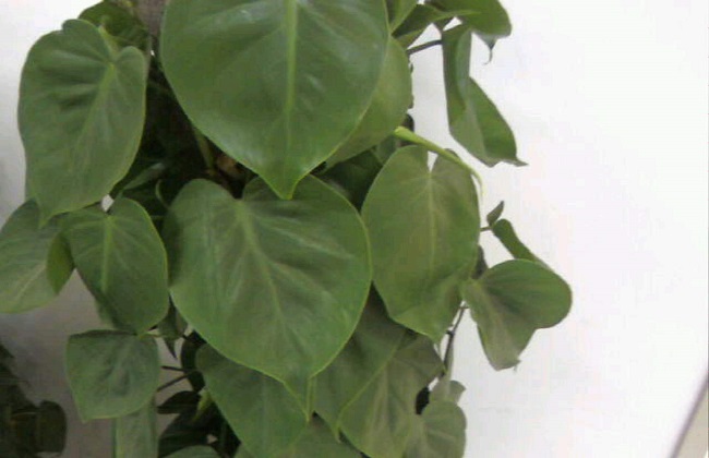 心叶藤的养殖办法和注意些什么