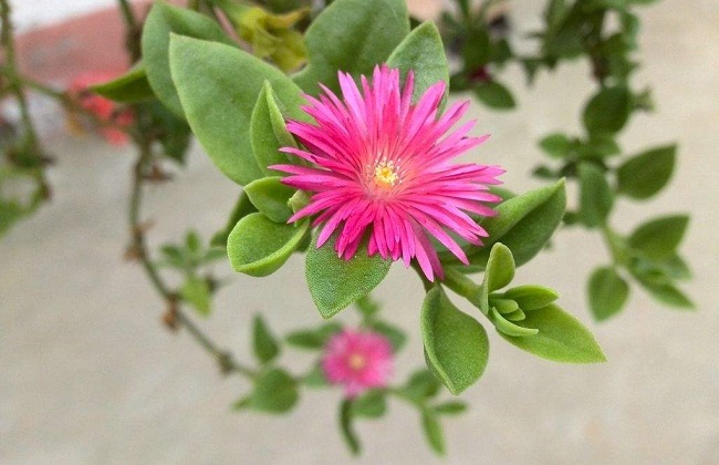 牡丹吊兰叶子发黄解决办法