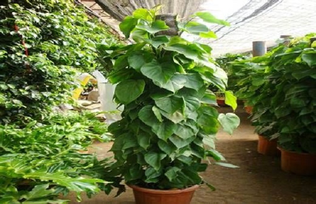 心叶藤的养殖办法和注意些什么