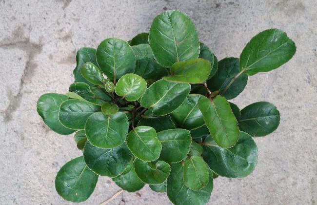 金钱兜的养殖办法