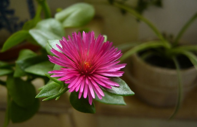 牡丹吊兰叶子发黄解决办法