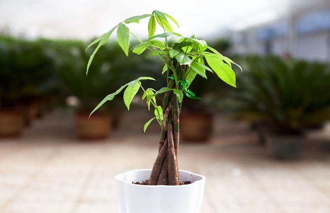 发财树冻伤的处理办法