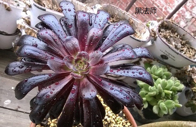 紫羊绒和黑法师的区别