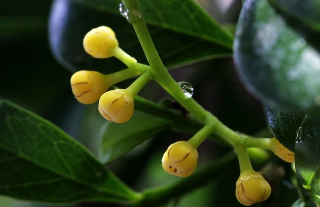 米兰花叶子发黄解决办法