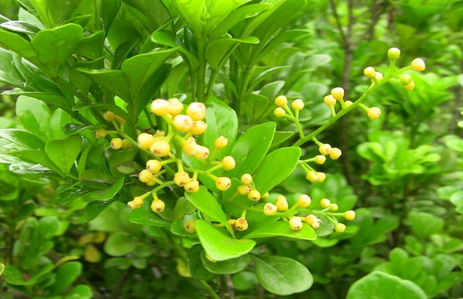 米兰花叶子发黄解决办法