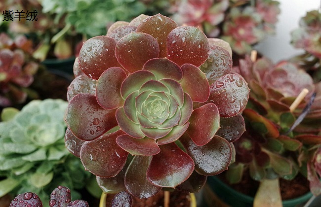 紫羊绒和黑法师的区别