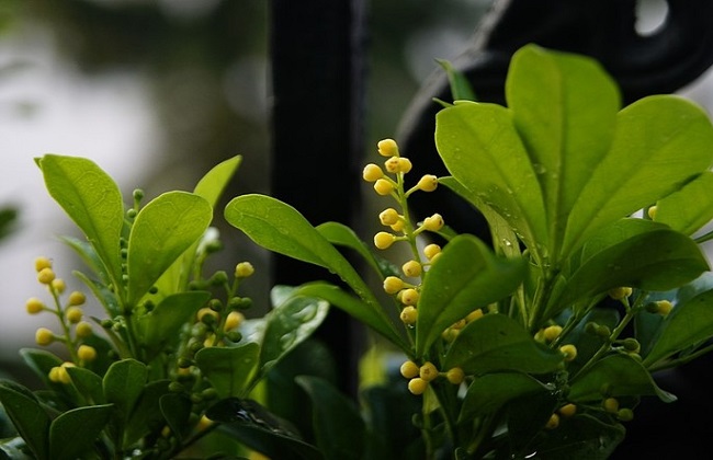 米兰花叶子发黄解决办法