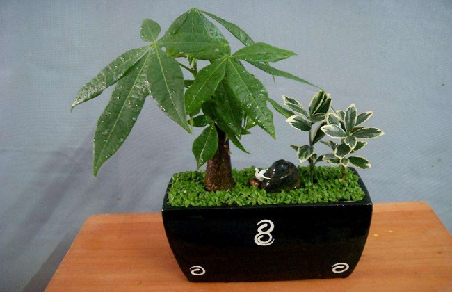 发财树冻伤的处理办法