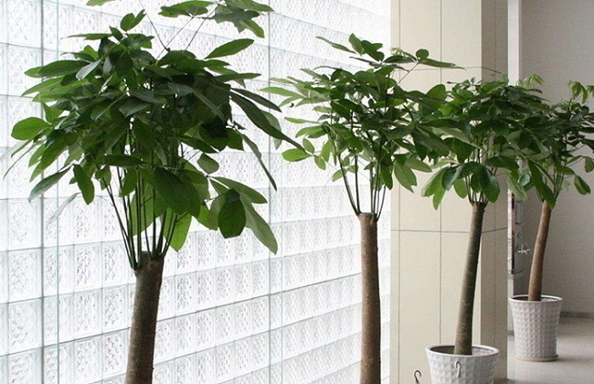 发财树冻伤的处理办法