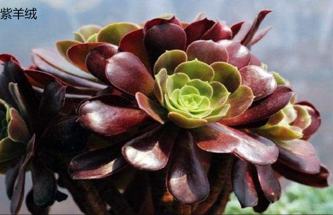 紫羊绒和黑法师的区别