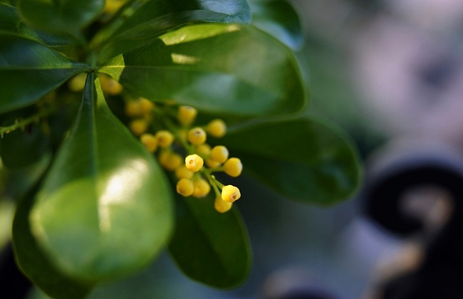 米兰花叶子发黄解决办法