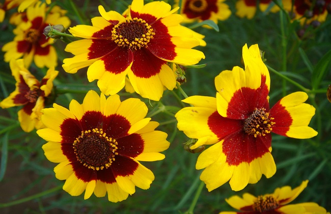 蛇目菊的种植办法及习性