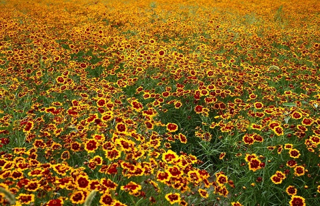 蛇目菊的种植办法及习性