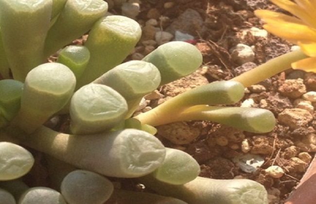 五十铃玉裂开了解决办法