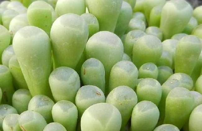 五十铃玉裂开了解决办法