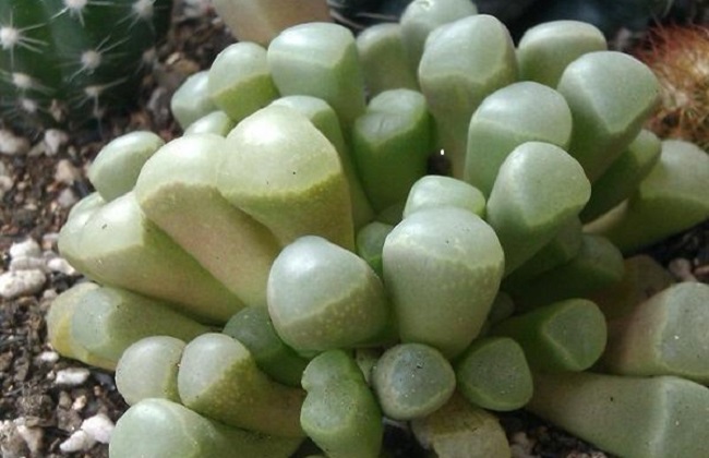 五十铃玉裂开了解决办法