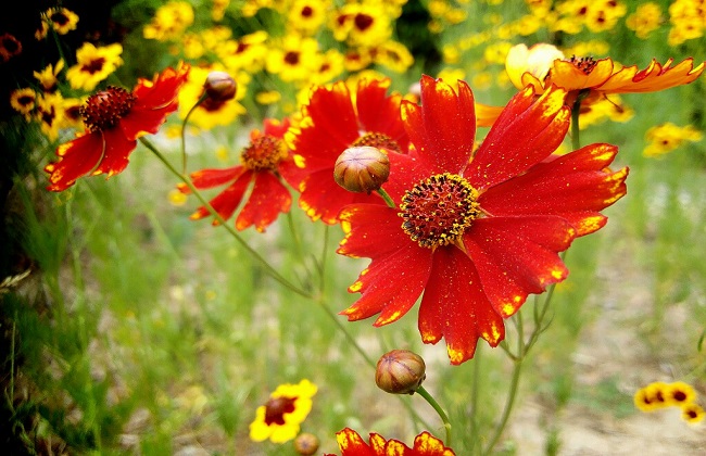 蛇目菊的种植办法及习性