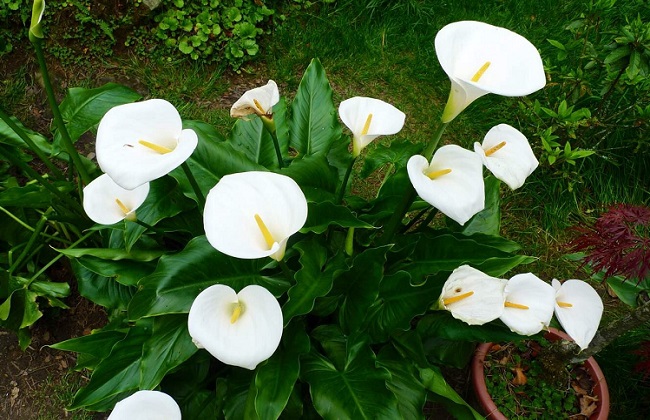 海芋的养殖办法和注意些什么