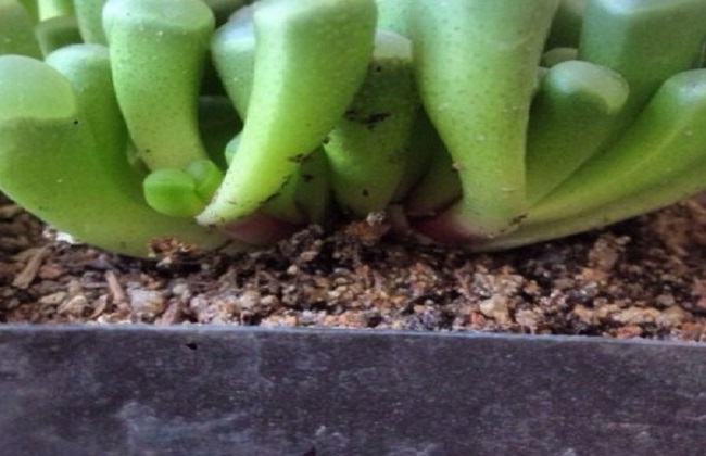 五十铃玉裂开了解决办法