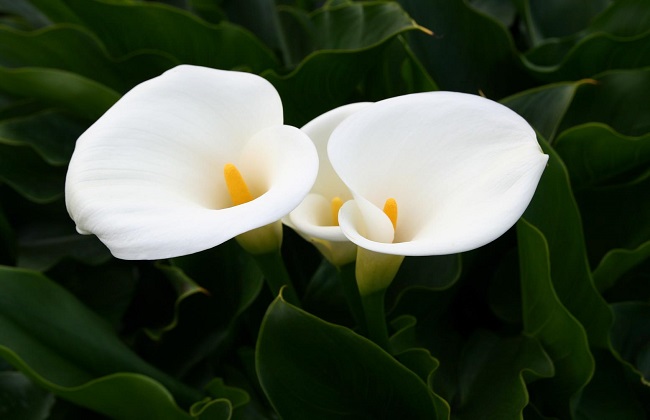 海芋的养殖办法和注意些什么