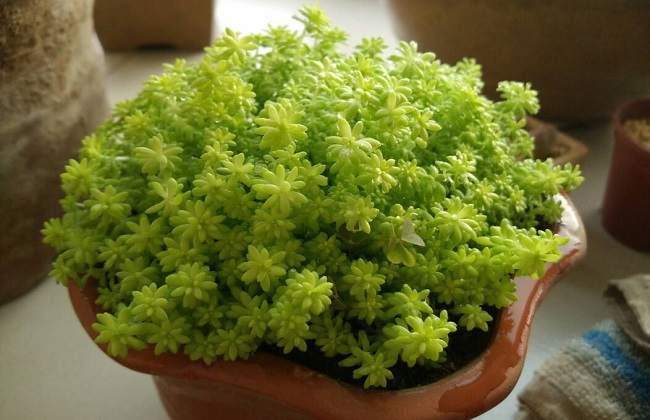 黄金万年草蔫了解决办法